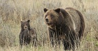 Slew of funding awarded as Montana pushes grizzly delisting, bear awareness