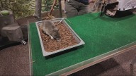Meet Capri and Sun, rats training to sniff out danger at the Oregon Zoo