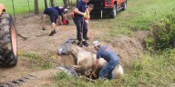 Crews rescue horse from culvert