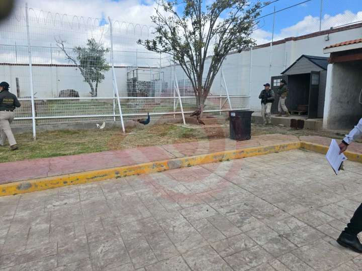 Durante cateo fueron asegurados cuatro felinos salvajes