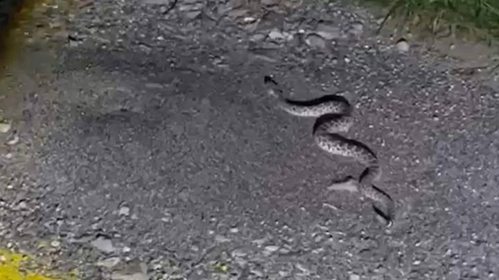 Alarma en Tequisquiapan por enorme víbora en un domicilio