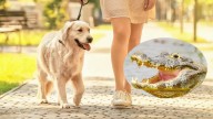 Mujer de Florida salió a pasear a su perro y nunca imaginó lo que ocurriría: debió pelear con un caimán
