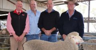 Ejanding Poll Merino sale hits $4100 peak at Dowerin sale