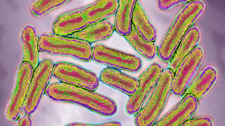 Salmonella outbreak tied to 4 Metabolic Meals; discard immediately