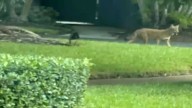 Concern grows among Hollywood residents after repeat sightings of coyote