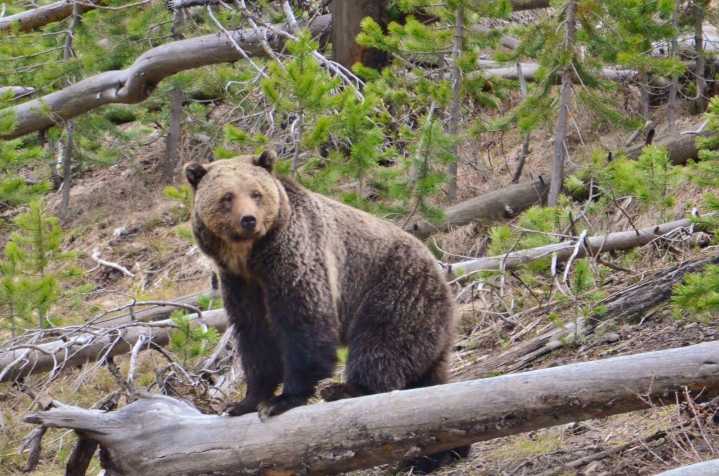 Federal judge stops grazing in grizzly habitat near Yellowstone