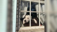 Florida UPS Driver Makes Woman's Day By Sharing A Touching Compliment About Her Dog