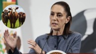 Sheinbaum descarta que brote de gusano barrenador en NL afecte reapertura comercial con EU