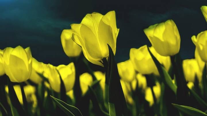 ¿Por qué se regalan flores amarillas en septiembre y qué significado tiene?