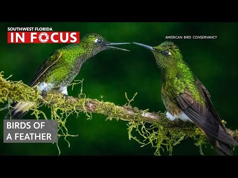 Capturing the birds of the Tropical Andes