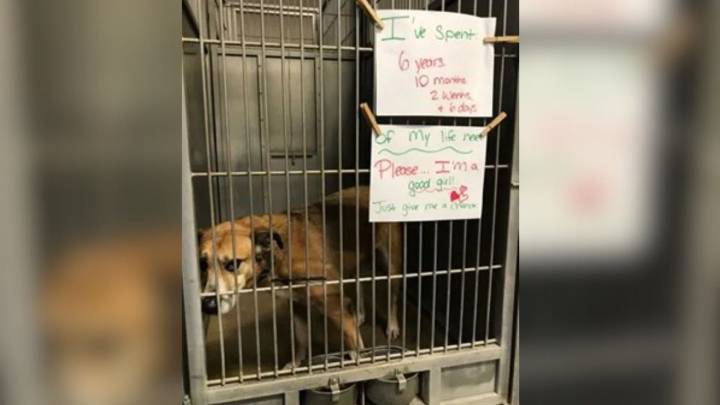 Missouri Pup Spends A Decade Behind Shelter Bars Before Someone Finally Notices Her