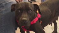Beer with a purpose: Taps & Tails and Great Lakes Brewing Co. raise a glass for shelter dogs