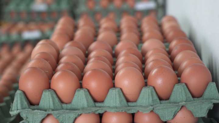 Colombia está lista para exportar huevos frescos hacia Cuba