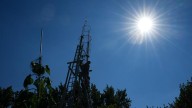 Alex Babich sets record with world's tallest sunflower