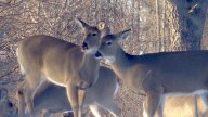 Bloomfield Township looking at methods to control deer population