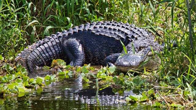 Florida man illegally killed 13 American Alligators, wildlife officials say