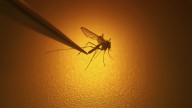 Maine CDC reports first human case of EEE this year