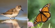 Animals Preparing For Fall Migration In New York State