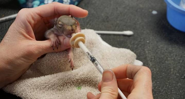 In Prisons Across Ohio, These Inmates Are Finding Meaning by Saving Orphaned and Injured Animals