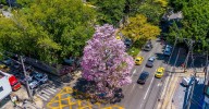 Guayacanes florecidos pintan de rosa a Medellín