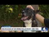 Bereft dog who refused to leave deceased owner finds a new home