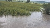 Tormentas afectan al menos 100 hectáreas de maíz y sorgo en el estado de Guanajuato