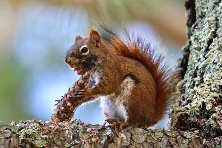 Sticky squirrel snacks