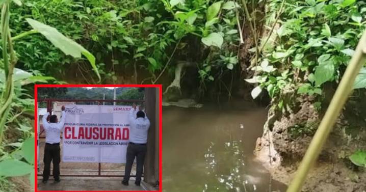 Clausuran granja por contaminar arroyo en Chiapas: Profepa detecta aguas residuales sin tratar en predio con más de 23,000 cerdos
