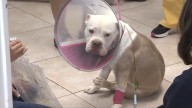 Dog on the road to recovery after being found dumped near busy Deerfield Beach street