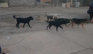 “Un peligro para los niños”: denuncian a jauría en Portal del Roble