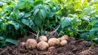 Care Tips For Your Potato Plants In Late Summer For A Bountiful Fall Harvest, From Our Pro Gardener