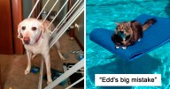 46 Funny Animals Who Got Stuck And Required Human Assistance