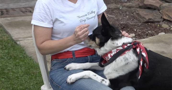 Middleton domestic violence survivor helps others heal with the support of therapy dogs