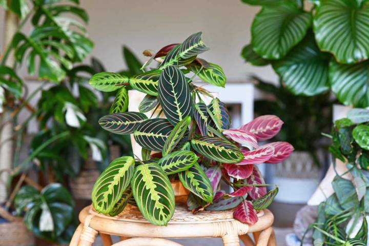 5 Houseplants That Are Extra Sensitive to Being Moved—and How to Help Them Bounce Back