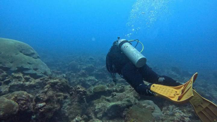 Buceo en Tampico: ¿cómo se vive la experiencia submarina en el Golfo de México?