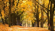 How recent temperatures will impact fall foliage