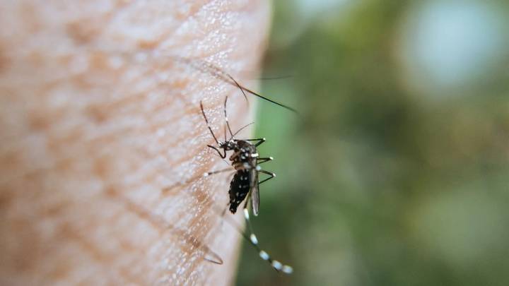 Nueva víctima en España del virus del Nilo Occidental: muere un hombre de 77 años en Badajoz