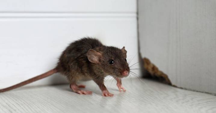 Mice and rats 'stay away' from your home for good with one natural item they 'hate'