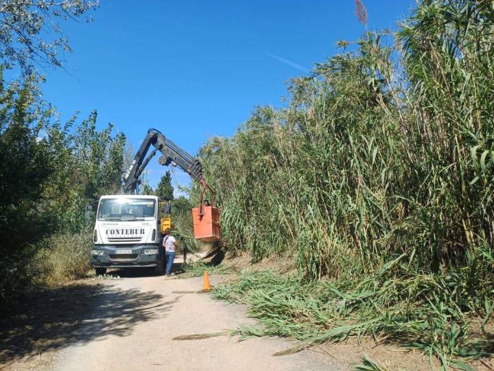 Burriana finalitza els treballs de poda i retirada de material sec al Clot de Burriana per a la prevenció d'incendis