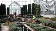 Como’s Fall Flower Show opens Friday. Here’s how to watch it bloom.