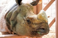 Celebra el Día Mundial del Rinoceronte junto a Taj en el Zoológico de El Paso