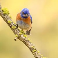 Why are hummingbird numbers declining?