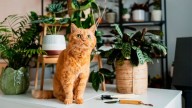 Atención: estas plantas de primavera son altamente tóxicas para tus mascotas