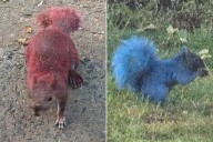 Wild Squirrels Covered in Neon Paint Spotted in Connecticut