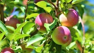 6 spots in Georgia to go apple picking this fall. Here are the best