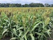 From the Farm: A sweet reminder about sorghum stalks