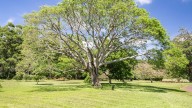 El árbol que crece rápido y es ideal para tener en el jardín durante la primavera