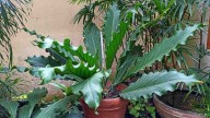 La planta que muchas abuelas tienen en su jardín y que esconde un poderoso secreto para la salud