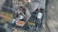 Foster Dog From New Jersey Was Too Terrified To Walk, And Then It All Changed When She Met A Kind Soul