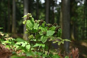 This clever plant mimics odor of injured ants to attract pollinators